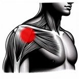 Schéma des tendons de l'épaule