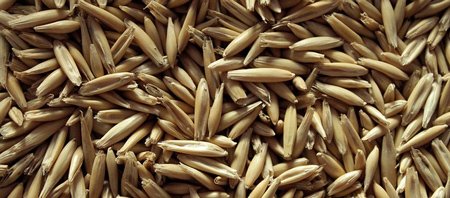 grains d'avoine